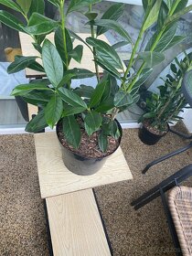 Krásny Starý retro dizajnový podstavec stojan na kvety - 13