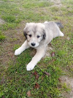 Čuvač a.kangal - 13
