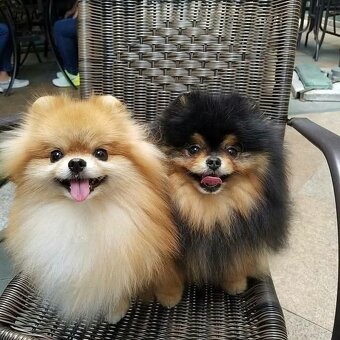 Pomeranian mini Boo - 13