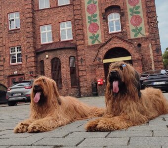 Briard plavý- štěňata, fenky - 13