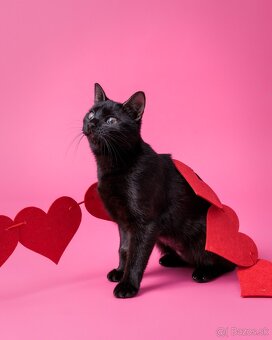 Drobučká mačička Zina - 13