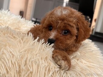 Roztomilé šteniatka Cavapoo - 13