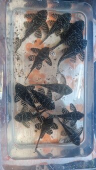 Pleco - 13
