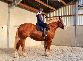 Ťažný kôň na predaj - Flámsky žrebec - 13