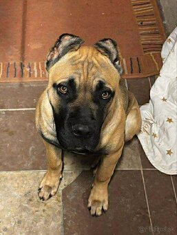 Cane corso šteniatka - 13