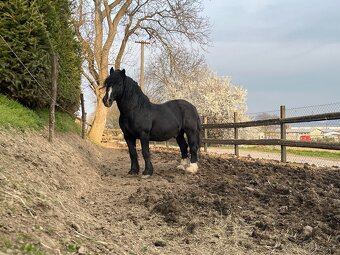 Pripúšťanie plemennými žrebcami - 13