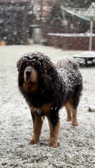 Tibetska doga šteniatka s PP - 13