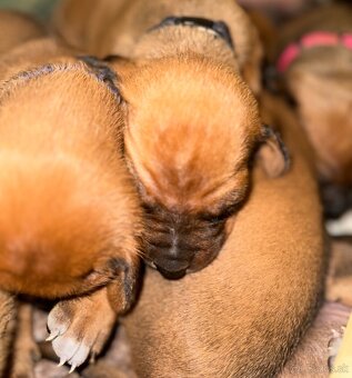 Rhodesian Ridgeback s preukazom pôvodu - 13