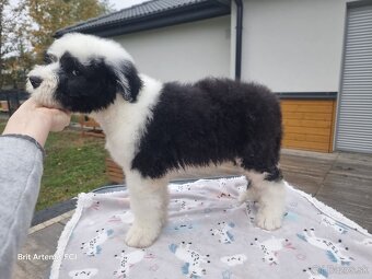 Senojo anglų aviganio bobteilas - 2 laisvi berniukai - 13