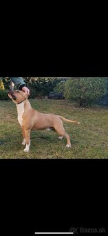 Americký stafordšírsky teriér - 13