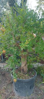 Palmy, cykasy,olivovníky - 13