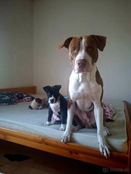 Darujem pitbulla - 13
