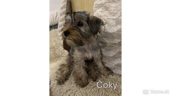 Baricsfarma ponúka na predaj yorkshirských teriérov - 13