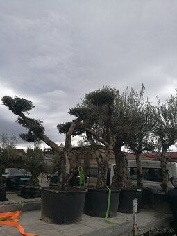 Olivovník bonsai - 13