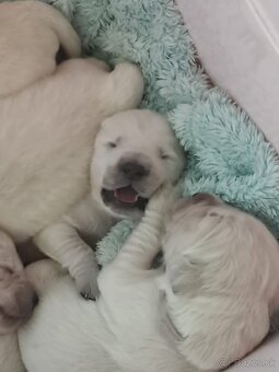 GOLDEN RETRIEVER - k rezervaci - 13