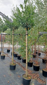 Vavrínovec, červienka, gaštan, tuja - Poprad - 13