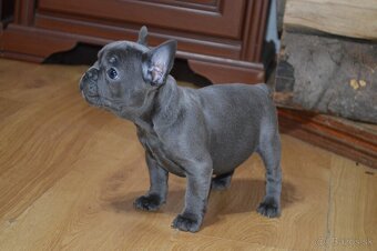 francuzsky buldocek - 13