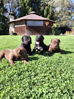 Bandog - 13