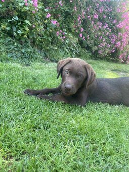 hnědé šteniatka labrador a – pripravené na odber - 13