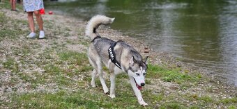 Sibírsky Husky - 13