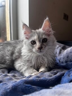 maciatko maine coon s PP Frost - 13