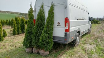 Tuja Smaragd, vavrínovec, červienka - Košice - 13