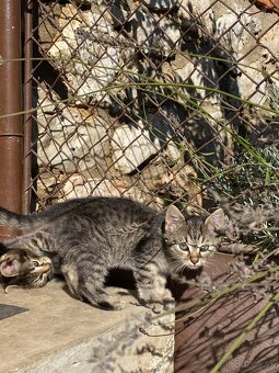 Darujem mačiatka - 13