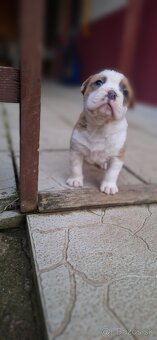 American Bully - 13