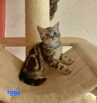 Britské whiskas mačiatka s PP - 13