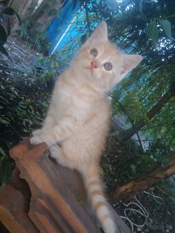 Perzské mačiatko - 13