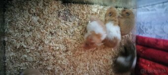 Sýrsky škrečok - 13