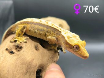 PAGEKON RIASNATY - 13