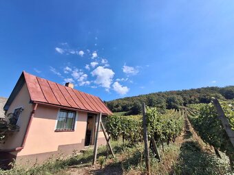 Vinohrad v Tokajskej oblasti - 13