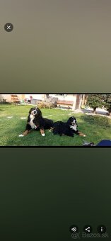 Bernský salašnícky pes- Šteniatka - 13