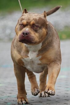 American bully XL XXL - 13
