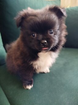 Pomeranian +nemecký špic - 13