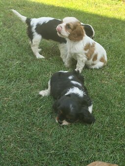 Šteniatka Cavalier king Charles španiel, kavalier - 13