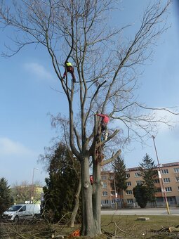 Arboristika, rizikové výruby a orezy stromov - 13