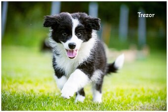 Border Collie Border Kolia s PP FCI - 13