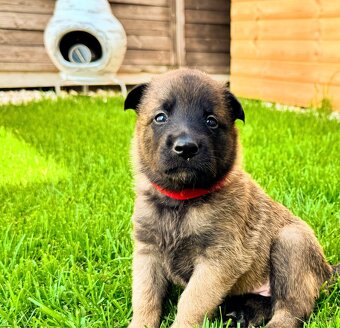 Belgický ovčiak - Malinois - 13