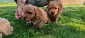 Maltipoo+maltipoo= maltipoo - 13