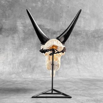 Autentická biela vyrezávaná lebka kozy - motív veľký lotos - 13