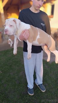 Šteniatka American Bully XL - 13
