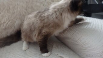 ragdoll,radgoll mačiatka predané,na predaj len dospelé mačky - 13