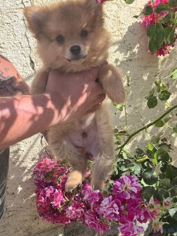 Pomeranian spic - 13