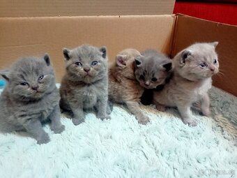 Britske maciatka - 13