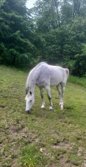 Predám 14 ročnú kobylku shagia arab - 13