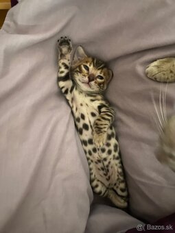 Bengalsky kocurik na krytie - 13