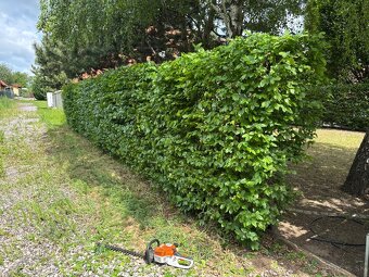 Úprava záhrad a živých plotov, vypiľovanie tují, kosenie - 13