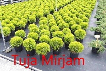 Vavrinovec, TUJA SMARAGD - 13